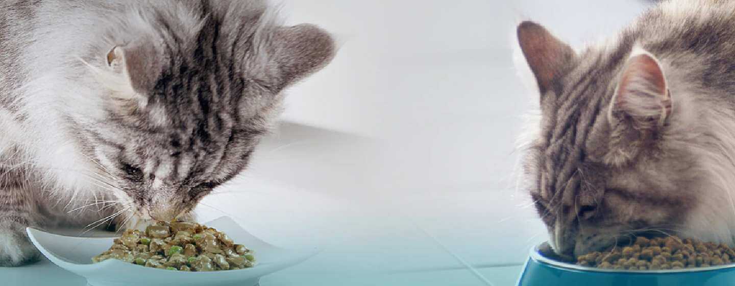 Benefits of mixed feeding Purina New Zealand